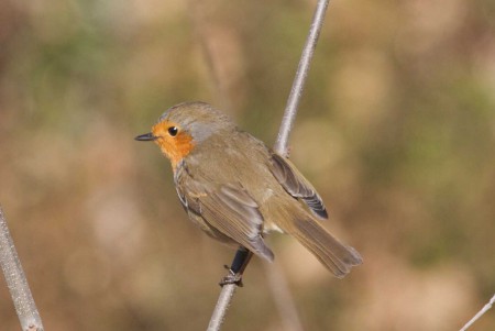 Pisco-de-peito-ruivo (Erithacus rubecula) por António Varejão